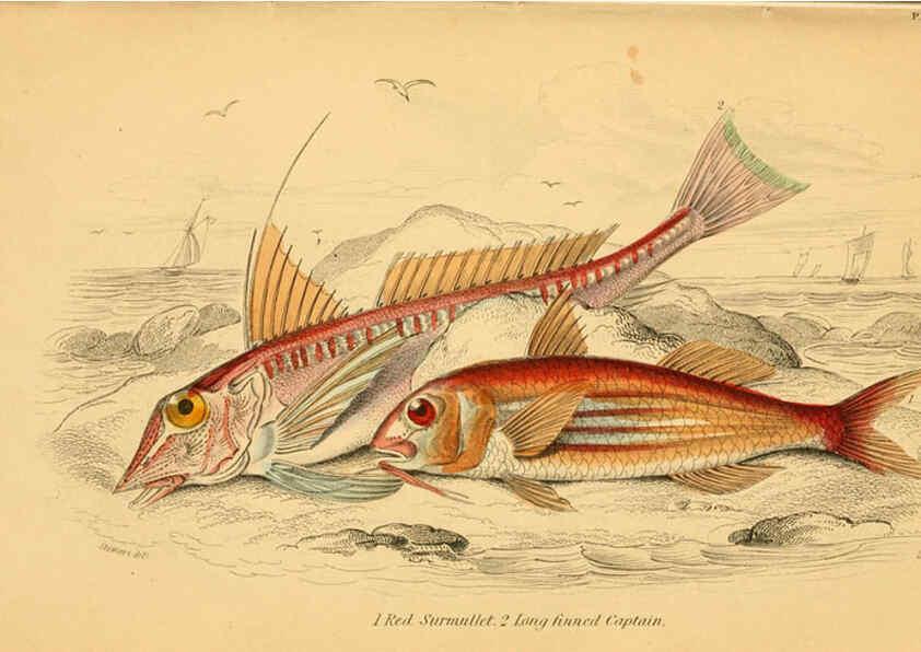 Reproducción/Reproduction 6072564413: The natural history of British fishes. v.1. Edinburgh,W. H. Lizars; [etc.]1843