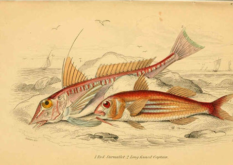Reproducción/Reproduction 6072564413: The natural history of British fishes. v.1. Edinburgh,W. H. Lizars; [etc.]1843