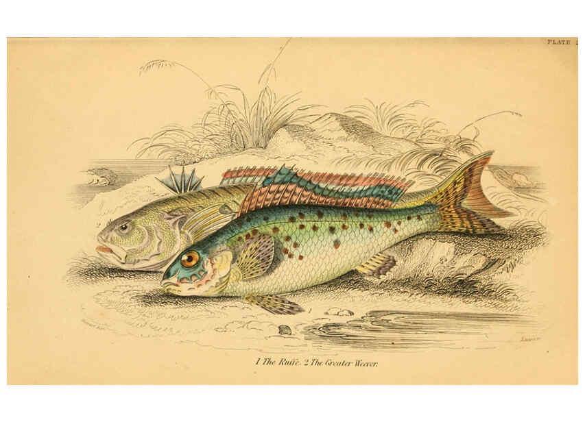 Reproducción/Reproduction 6073105768: The natural history of British fishes. v.1. Edinburgh,W. H. Lizars; [etc.]1843