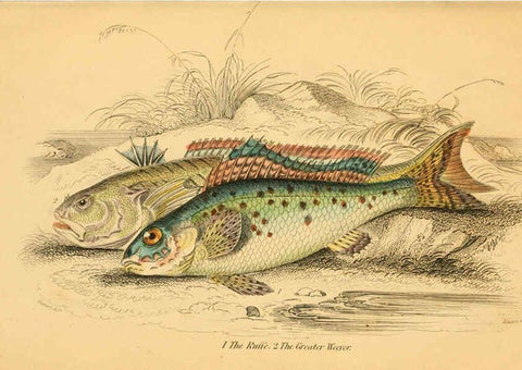 Reproducción/Reproduction 6073105768: The natural history of British fishes. v.1. Edinburgh,W. H. Lizars; [etc.]1843