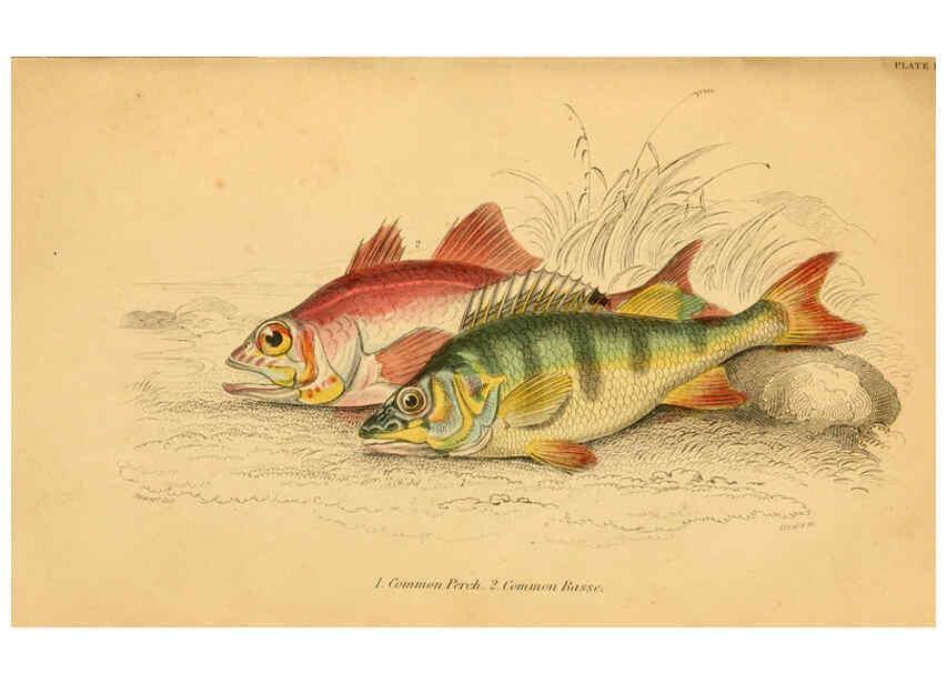 Reproducción/Reproduction 6073105524: The natural history of British fishes. v.1. Edinburgh,W. H. Lizars; [etc.]1843