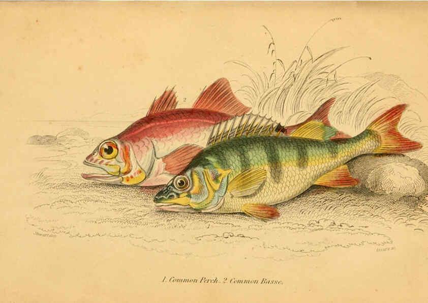 Reproducción/Reproduction 6073105524: The natural history of British fishes. v.1. Edinburgh,W. H. Lizars; [etc.]1843