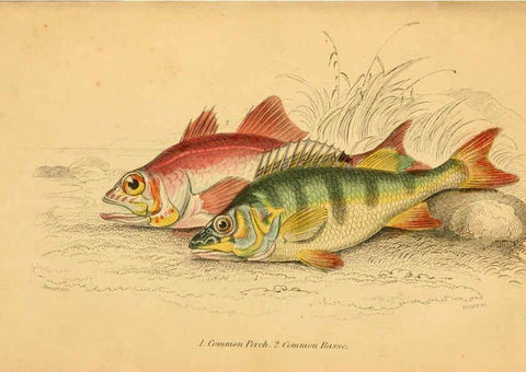 Reproducción/Reproduction 6073105524: The natural history of British fishes. v.1. Edinburgh,W. H. Lizars; [etc.]1843