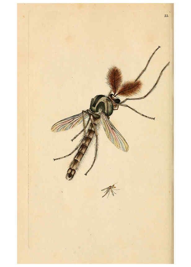 Reproducción/Reproduction 6069991179: The natural history of British insects. v.1. London :Printed for the author, and for F. and C. Rivington,1792-1813