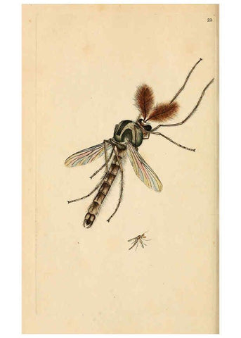 Reproducción/Reproduction 6069991179: The natural history of British insects. v.1. London :Printed for the author, and for F. and C. Rivington,1792-1813