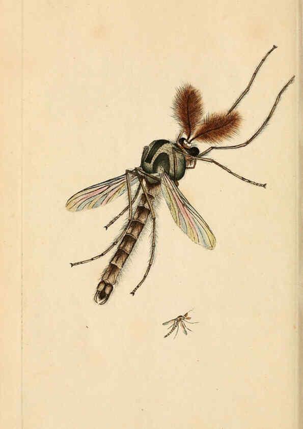 Reproducción/Reproduction 6069991179: The natural history of British insects. v.1. London :Printed for the author, and for F. and C. Rivington,1792-1813