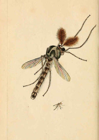 Reproducción/Reproduction 6069991179: The natural history of British insects. v.1. London :Printed for the author, and for F. and C. Rivington,1792-1813
