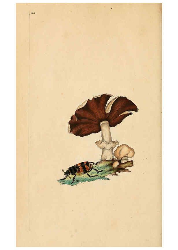 Reproducción/Reproduction 6069991587: The natural history of British insects. v.1. London :Printed for the author, and for F. and C. Rivington,1792-1813