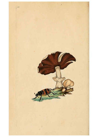 Reproducción/Reproduction 6069991587: The natural history of British insects. v.1. London :Printed for the author, and for F. and C. Rivington,1792-1813