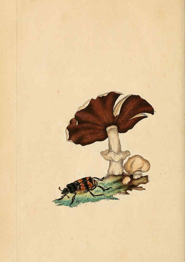 Reproducción/Reproduction 6069991587: The natural history of British insects. v.1. London :Printed for the author, and for F. and C. Rivington,1792-1813