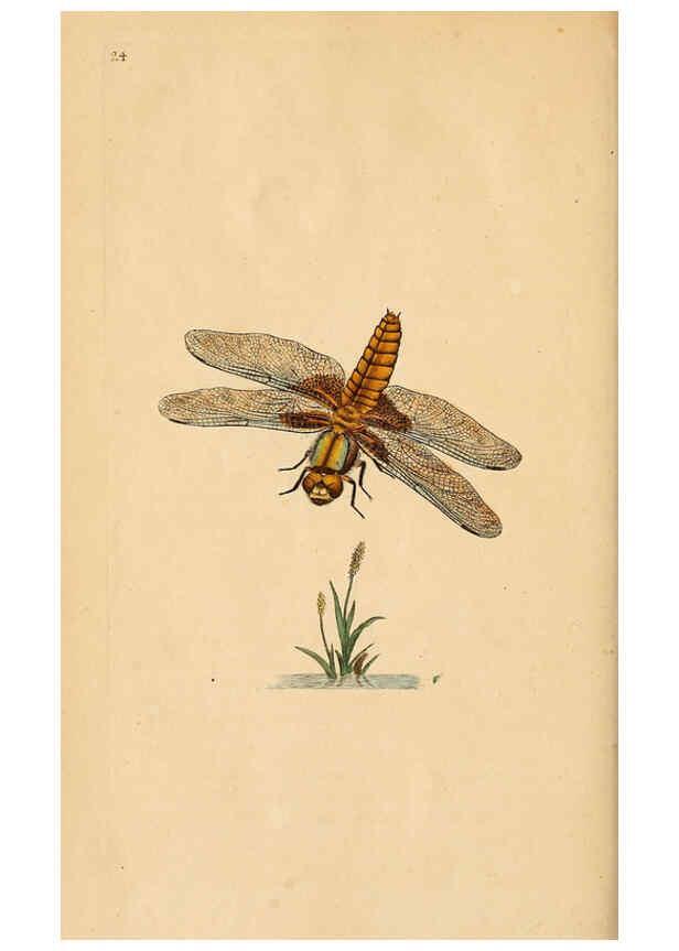 Reproducción/Reproduction 6069992013: The natural history of British insects. v.1. London :Printed for the author, and for F. and C. Rivington,1792-1813