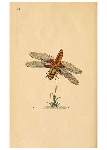 Reproducción/Reproduction 6069992013: The natural history of British insects. v.1. London :Printed for the author, and for F. and C. Rivington,1792-1813