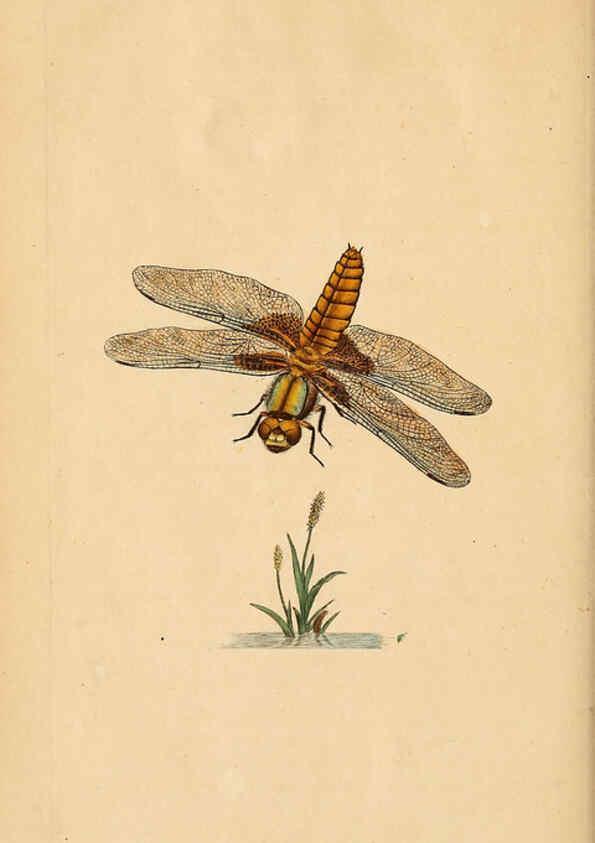 Reproducción/Reproduction 6069992013: The natural history of British insects. v.1. London :Printed for the author, and for F. and C. Rivington,1792-1813
