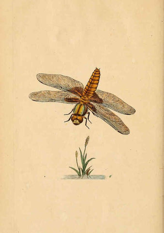 Reproducción/Reproduction 6069992013: The natural history of British insects. v.1. London :Printed for the author, and for F. and C. Rivington,1792-1813