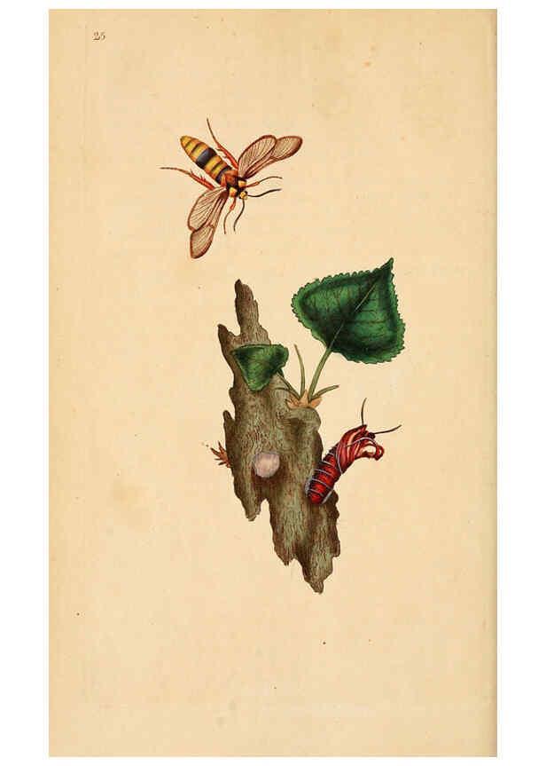 Reproducción/Reproduction 6070540814: The natural history of British insects. v.1. London :Printed for the author, and for F. and C. Rivington,1792-1813