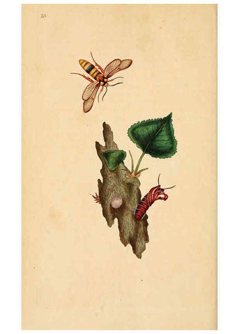 Reproducción/Reproduction 6070540814: The natural history of British insects. v.1. London :Printed for the author, and for F. and C. Rivington,1792-1813