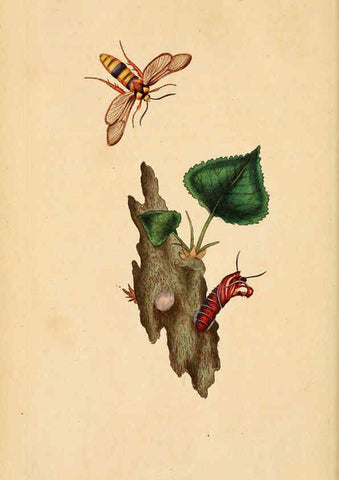 Reproducción/Reproduction 6070540814: The natural history of British insects. v.1. London :Printed for the author, and for F. and C. Rivington,1792-1813