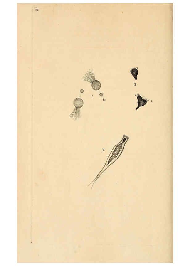Reproducción/Reproduction 6070541112: The natural history of British insects. v.1. London :Printed for the author, and for F. and C. Rivington,1792-1813