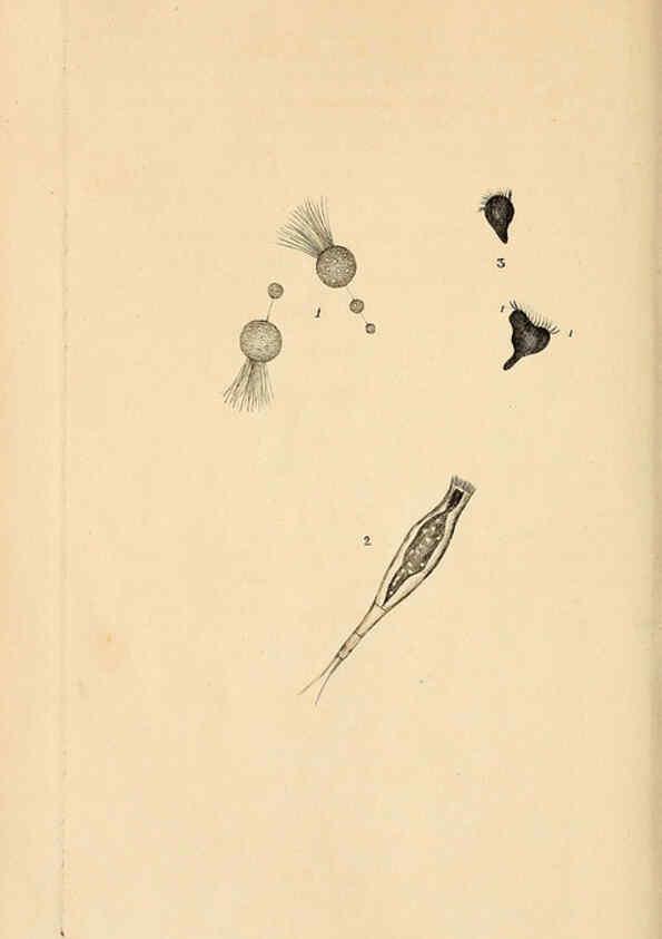 Reproducción/Reproduction 6070541112: The natural history of British insects. v.1. London :Printed for the author, and for F. and C. Rivington,1792-1813