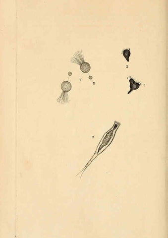 Reproducción/Reproduction 6070541112: The natural history of British insects. v.1. London :Printed for the author, and for F. and C. Rivington,1792-1813