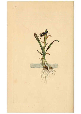 Reproducción/Reproduction 6069994805: The natural history of British insects. v.1. London :Printed for the author, and for F. and C. Rivington,1792-1813