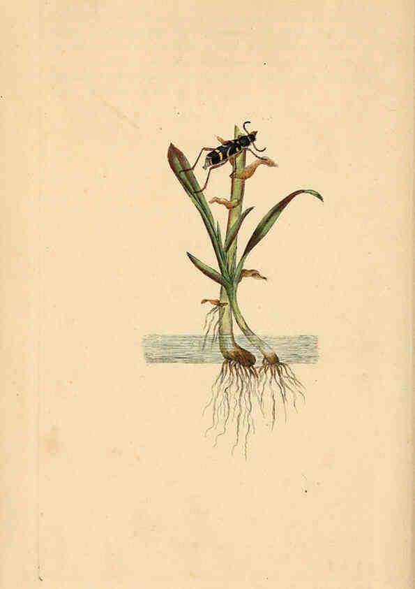Reproducción/Reproduction 6069994805: The natural history of British insects. v.1. London :Printed for the author, and for F. and C. Rivington,1792-1813