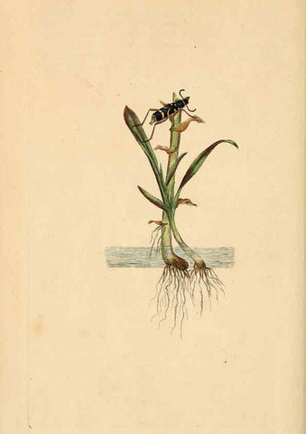 Reproducción/Reproduction 6069994805: The natural history of British insects. v.1. London :Printed for the author, and for F. and C. Rivington,1792-1813