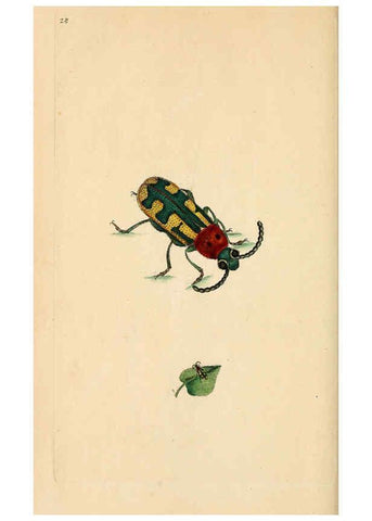Reproducción/Reproduction 6069995411: The natural history of British insects. v.1. London :Printed for the author, and for F. and C. Rivington,1792-1813