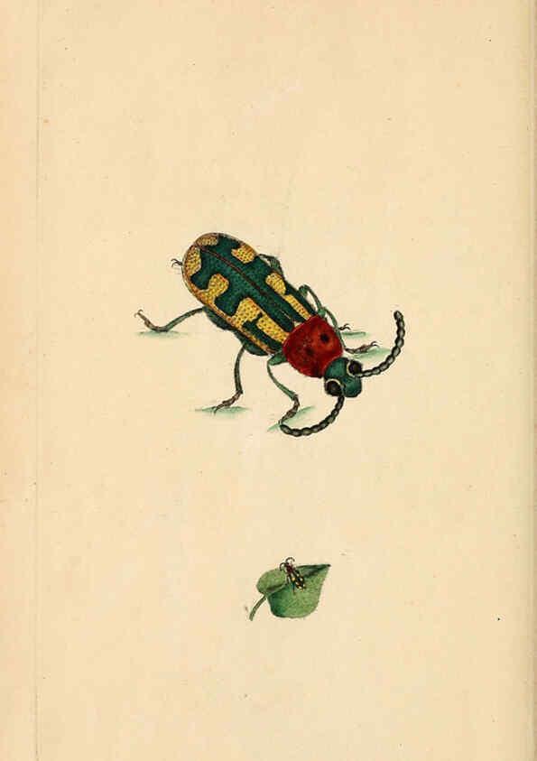 Reproducción/Reproduction 6069995411: The natural history of British insects. v.1. London :Printed for the author, and for F. and C. Rivington,1792-1813