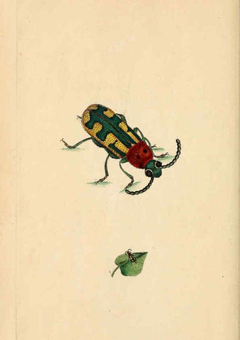 Reproducción/Reproduction 6069995411: The natural history of British insects. v.1. London :Printed for the author, and for F. and C. Rivington,1792-1813