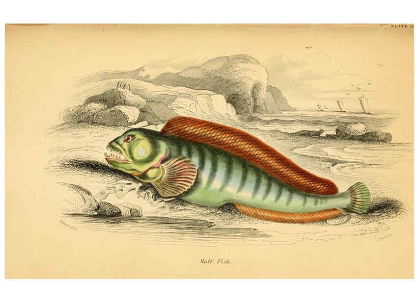 Reproducción/Reproduction 6072568005: The natural history of British fishes. v.1. Edinburgh,W. H. Lizars; [etc.]1843