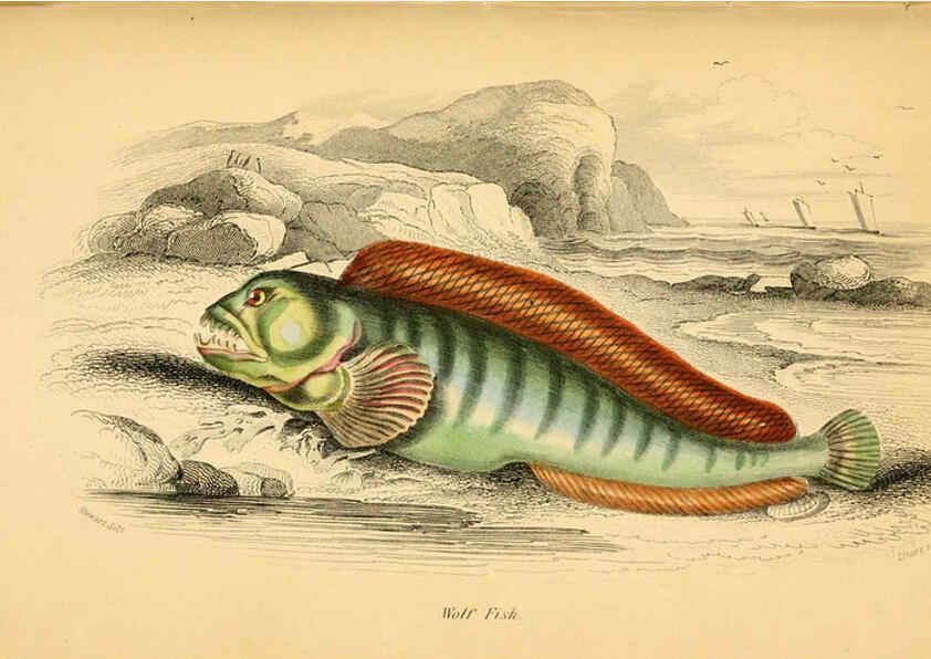 Reproducción/Reproduction 6072568005: The natural history of British fishes. v.1. Edinburgh,W. H. Lizars; [etc.]1843