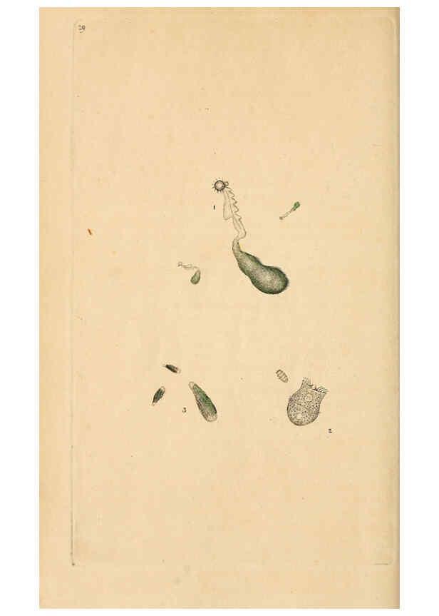 Reproducción/Reproduction 6070542664: The natural history of British insects. v.1. London :Printed for the author, and for F. and C. Rivington,1792-1813