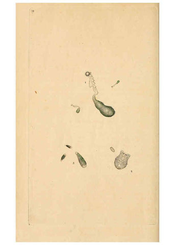 Reproducción/Reproduction 6070542664: The natural history of British insects. v.1. London :Printed for the author, and for F. and C. Rivington,1792-1813