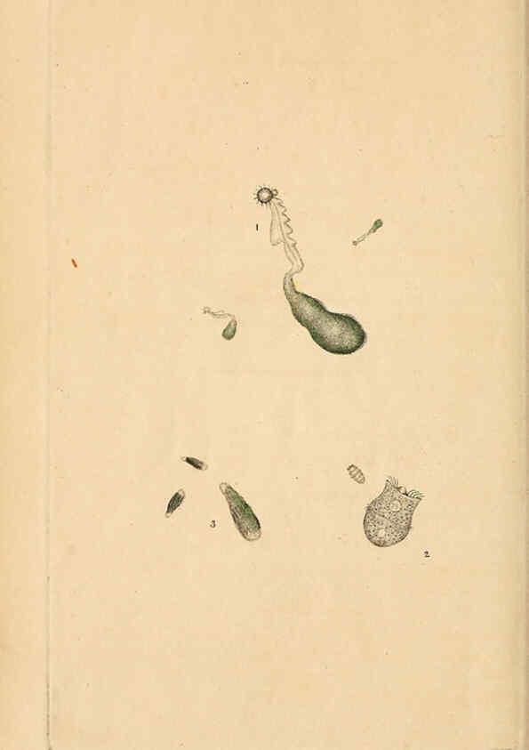 Reproducción/Reproduction 6070542664: The natural history of British insects. v.1. London :Printed for the author, and for F. and C. Rivington,1792-1813