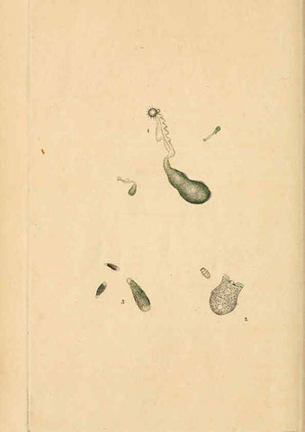 Reproducción/Reproduction 6070542664: The natural history of British insects. v.1. London :Printed for the author, and for F. and C. Rivington,1792-1813