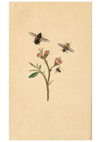 Reproducción/Reproduction 6069996791: The natural history of British insects. v.1. London :Printed for the author, and for F. and C. Rivington,1792-1813