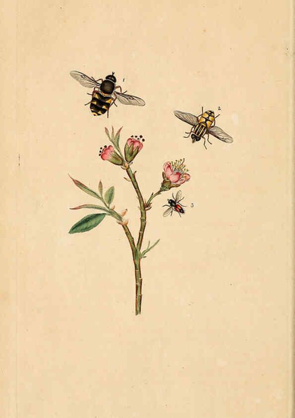 Reproducción/Reproduction 6069996791: The natural history of British insects. v.1. London :Printed for the author, and for F. and C. Rivington,1792-1813