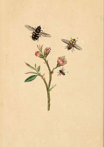 Reproducción/Reproduction 6069996791: The natural history of British insects. v.1. London :Printed for the author, and for F. and C. Rivington,1792-1813