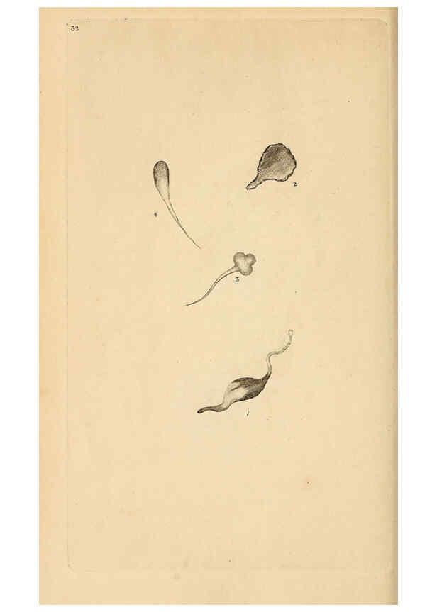 Reproducción/Reproduction 6070544056: The natural history of British insects. v.1. London :Printed for the author, and for F. and C. Rivington,1792-1813
