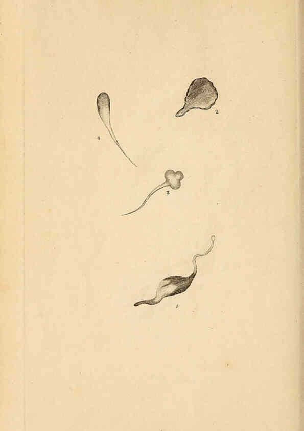 Reproducción/Reproduction 6070544056: The natural history of British insects. v.1. London :Printed for the author, and for F. and C. Rivington,1792-1813