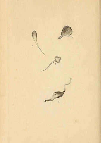 Reproducción/Reproduction 6070544056: The natural history of British insects. v.1. London :Printed for the author, and for F. and C. Rivington,1792-1813