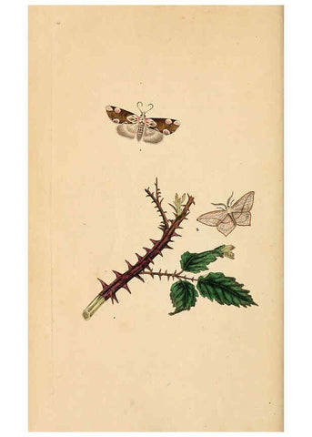 Reproducción/Reproduction 6069997855: The natural history of British insects. v.1. London :Printed for the author, and for F. and C. Rivington,1792-1813