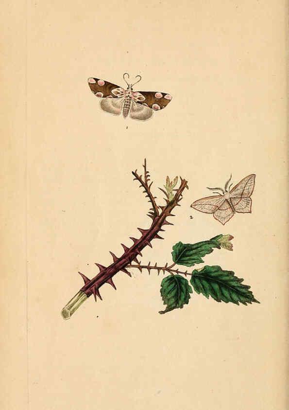 Reproducción/Reproduction 6069997855: The natural history of British insects. v.1. London :Printed for the author, and for F. and C. Rivington,1792-1813