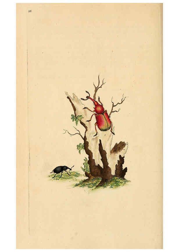 Reproducción/Reproduction 6070544906: The natural history of British insects. v.1. London :Printed for the author, and for F. and C. Rivington,1792-1813