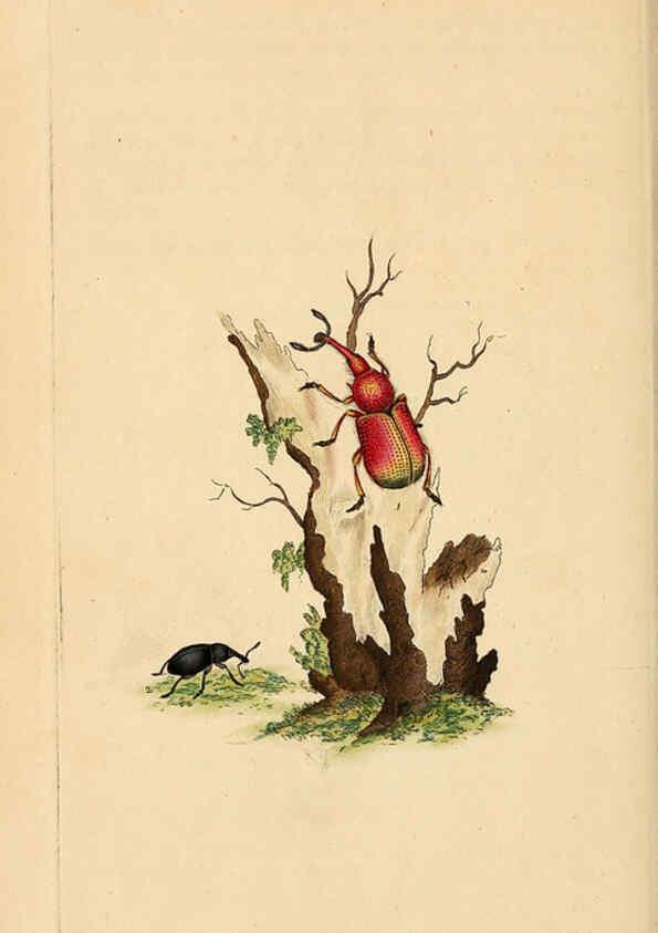 Reproducción/Reproduction 6070544906: The natural history of British insects. v.1. London :Printed for the author, and for F. and C. Rivington,1792-1813