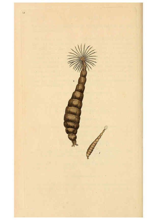 Reproducción/Reproduction 6069998699: The natural history of British insects. v.1. London :Printed for the author, and for F. and C. Rivington,1792-1813