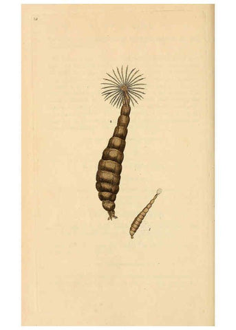 Reproducción/Reproduction 6069998699: The natural history of British insects. v.1. London :Printed for the author, and for F. and C. Rivington,1792-1813