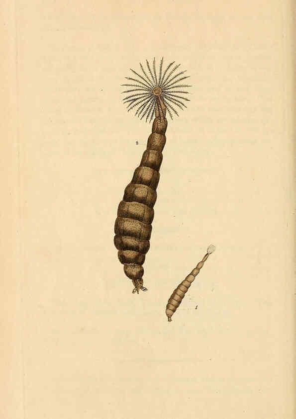 Reproducción/Reproduction 6069998699: The natural history of British insects. v.1. London :Printed for the author, and for F. and C. Rivington,1792-1813