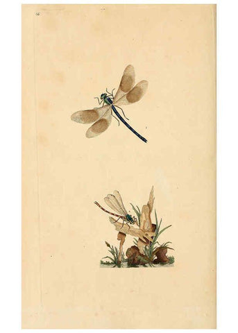 Reproducción/Reproduction 6069999125: The natural history of British insects. v.1. London :Printed for the author, and for F. and C. Rivington,1792-1813